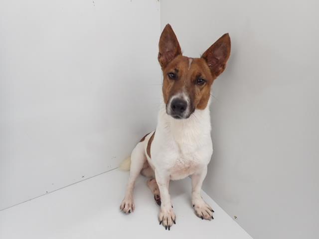 ジャックラッセルテリア