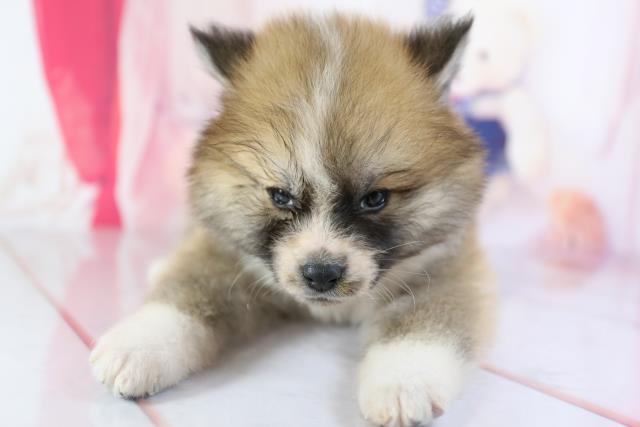 秋田犬の子犬 メス 福岡古賀店 ペットショップcoo Riku 秋田犬の子犬 メス 福岡古賀店 ペットショップcoo Riku