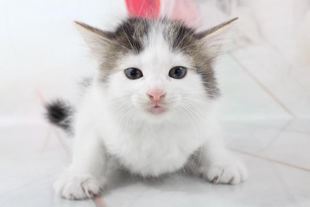 静岡県のノルウェージャンフォレストキャット (Coo&RIKU静岡SBS通り店/2021年1月6日生まれ/女の子/ブラウンタビーホワイト)の子猫