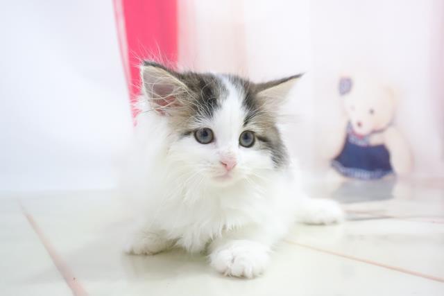 福岡県のノルウェージャンフォレストキャット (Coo&RIKU福岡古賀店/2021年1月5日生まれ/女の子/ブラウンタビーホワイト)の子猫