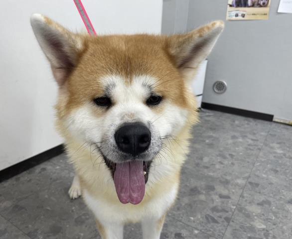ペットショップcoo Riku 秋田犬 ペットショップcoo Riku 秋田犬