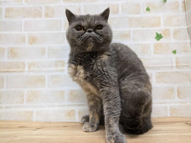 エキゾチック