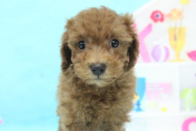 トイ プードルの子犬 オス 足利店 ペットショップcoo Riku