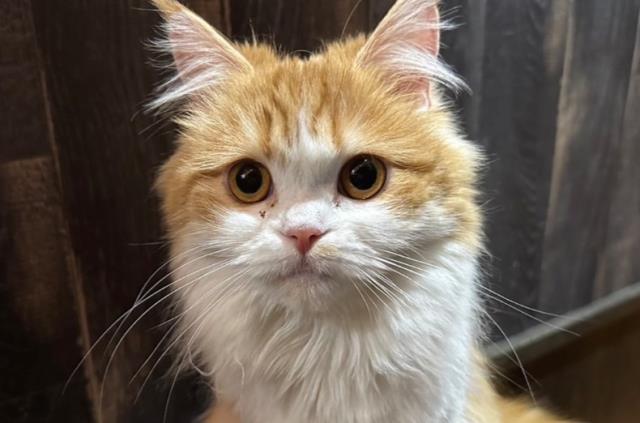 スコティッシュフォールド