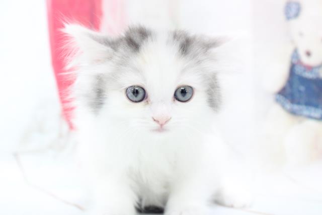 福岡県のラガマフィン (Coo&RIKU福岡古賀店/2021年1月3日生まれ/女の子/シルバーパッチドタビーホワイト)の子猫