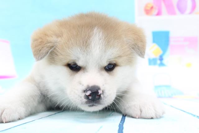 秋田犬の子犬 オス 帯広店 ペットショップcoo Riku 秋田犬の子犬 オス 帯広店 ペットショップcoo Riku