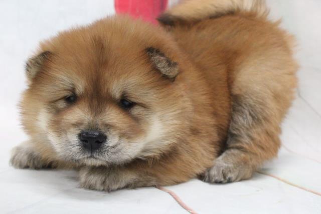 チャウチャウの子犬一覧 ペットショップcoo Riku チャウチャウの子犬一覧 ペットショップcoo Riku