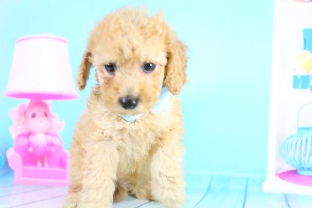 トイ プードルの子犬 オス 熊本店 ペットショップcoo Riku トイ プードルの子犬 オス 熊本店 ペットショップcoo Riku