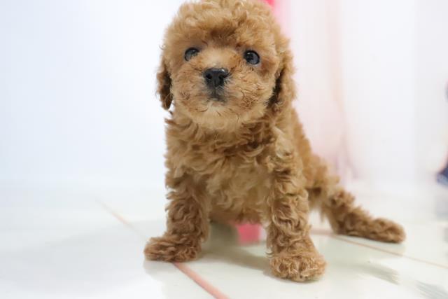 トイ プードルの子犬 メス 姫路店 ペットショップcoo Riku トイ プードルの子犬 メス 姫路店 ペットショップcoo Riku