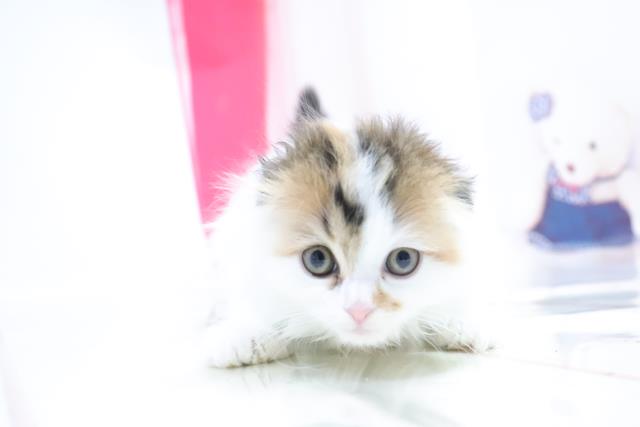 埼玉県のスコティッシュフォールド (Coo&RIKU熊谷ニットーモール店/2021年1月12日生まれ/女の子/ブラウンパッチドタビーホワイト)の子猫