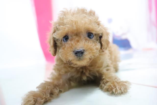 トイ プードルの子犬 メス 徳島店 ペットショップcoo Riku トイ プードルの子犬 メス 徳島店 ペットショップcoo Riku