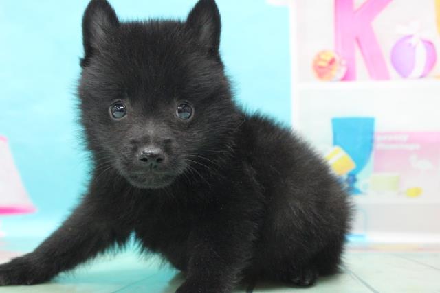 スキッパーキーの子犬一覧 ペットショップcoo Riku スキッパーキーの子犬一覧 ペットショップcoo Riku