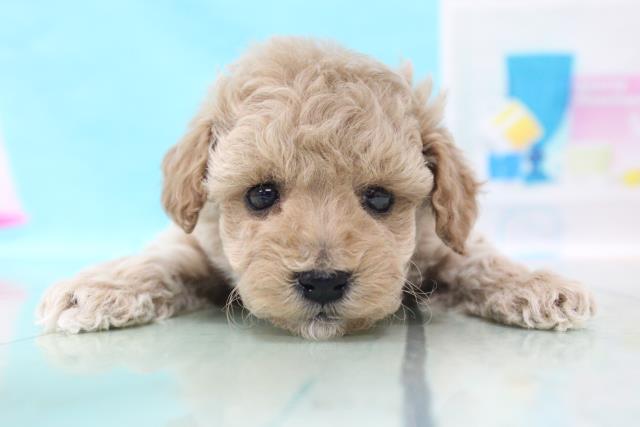 トイ プードルの子犬 オス イオンモール新発田店 ペットショップcoo Riku トイ プードルの子犬 オス イオンモール新発田店 ペットショップcoo Riku