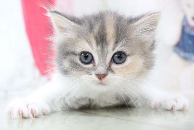 マンチカンの子猫 メス 下北沢店 ペットショップcoo Riku