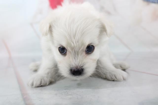 Mix ハーフ ペットショップcoo Riku