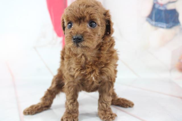 トイ プードルの子犬 メス 松戸店 ペットショップcoo Riku トイ プードルの子犬 メス 松戸店 ペットショップcoo Riku