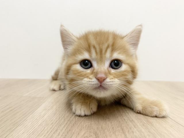 釧路店のご案内 釧路市入江町 ペットショップcoo Riku