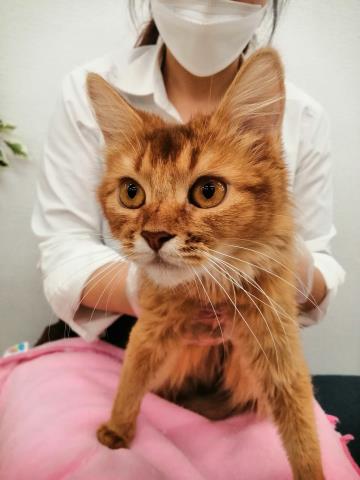 ソマリ