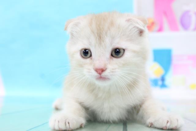 スコティッシュフォールドの子猫 オス 赤坂店 ペットショップcoo Riku