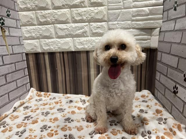 トイ・プードル