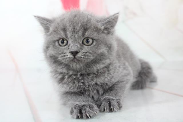 ブリティッシュショートヘアー ペットショップcoo Riku