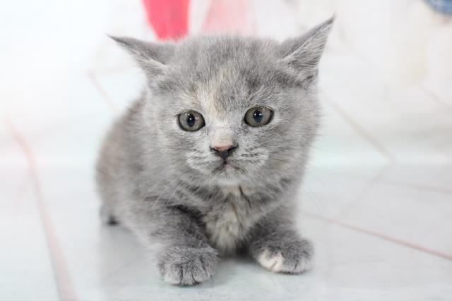福岡県のブリティッシュショートヘアー (Coo&RIKU福岡西店/2021年1月22日生まれ/女の子/ブルークリーム)の子猫