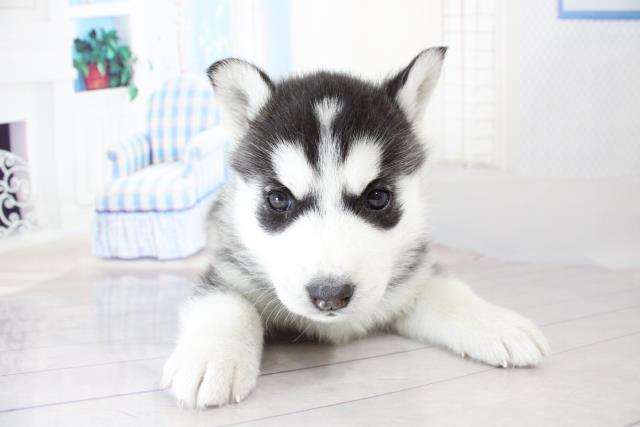 シベリアンハスキーの子犬一覧 ペットショップcoo Riku