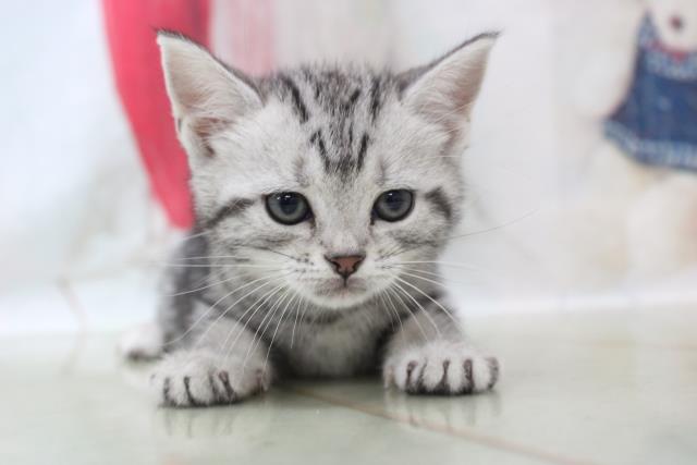 アメリカンショートヘアーの子猫 メス 自由が丘店 ペットショップcoo Riku