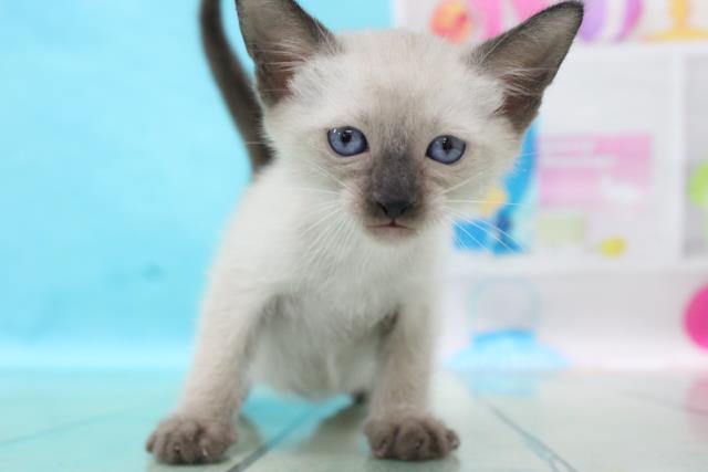 シャムの子猫一覧 ペットショップcoo Riku シャムの子猫一覧 ペットショップcoo Riku