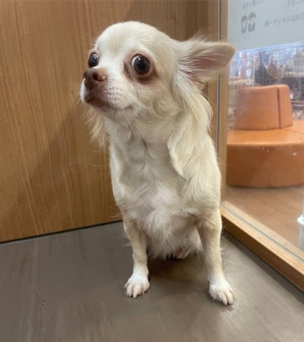 チワワ(ロングコート)