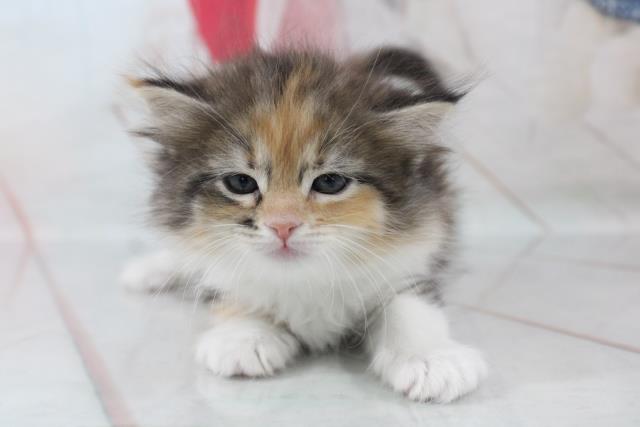 ラガマフィンの子猫 メス 松本店 ペットショップcoo Riku