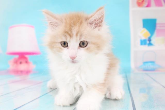 メインクーンの子猫 オス 新小岩店 ペットショップcoo Riku メインクーンの子猫 オス 新小岩店 ペットショップcoo Riku