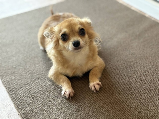 チワワ ロングコート の子犬 メス 鹿児島店 ペットショップcoo Riku