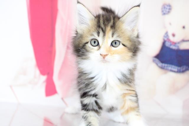 鹿児島県のメインクーン (Coo&RIKU鹿児島店/2021年2月3日生まれ/女の子/ブラウンパッチドタビーホワイト)の子猫