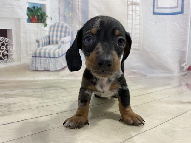 ミニチュア ダックスフンド スムースヘアー ペットショップcoo Riku