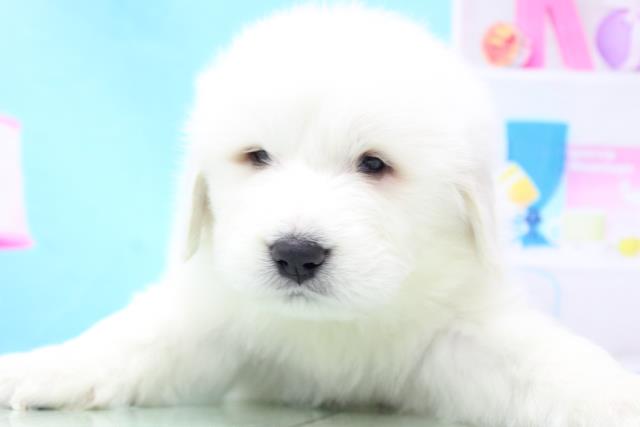 グレートピレニーズの子犬 オス 帯広店 ペットショップcoo Riku グレートピレニーズの子犬 オス 帯広店 ペットショップcoo Riku