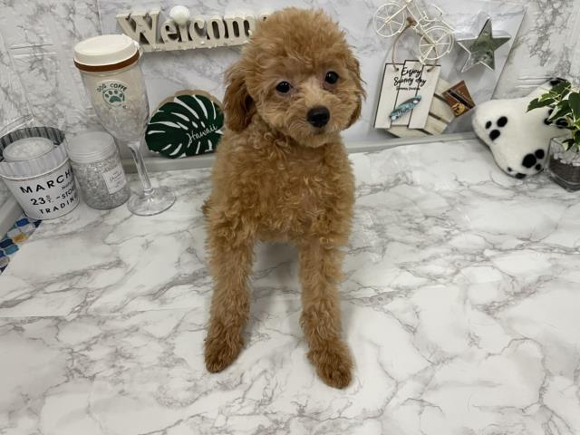 トイ プードルの子犬 メス 札幌西店 ペットショップcoo Riku トイ プードルの子犬 メス 札幌西店 ペットショップcoo Riku