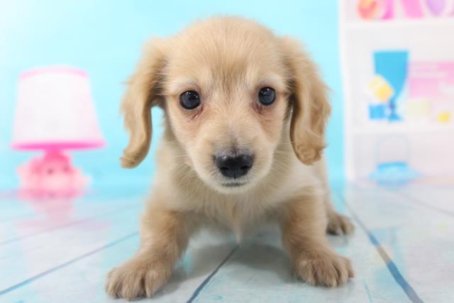 ミニチュア ダックスフンドの子犬 オス 横浜青葉店 ペットショップcoo Riku ミニチュア ダックスフンドの子犬 オス 横浜青葉店 ペットショップcoo Riku