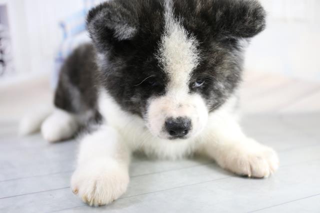秋田犬の子犬 オス 高松上福岡店 ペットショップcoo Riku 秋田犬の子犬 オス 高松上福岡店 ペットショップcoo Riku