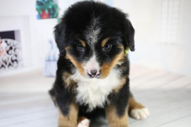 バーニーズマウンテンドッグの子犬一覧 ペットショップcoo Riku バーニーズマウンテンドッグの子犬一覧 ペットショップcoo Riku