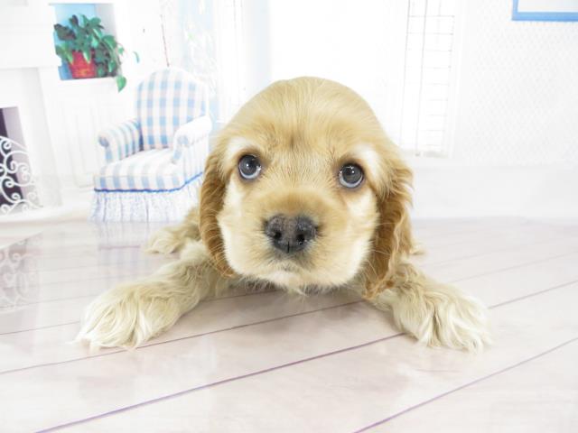 アメリカン コッカースパニエル ペットショップcoo Riku