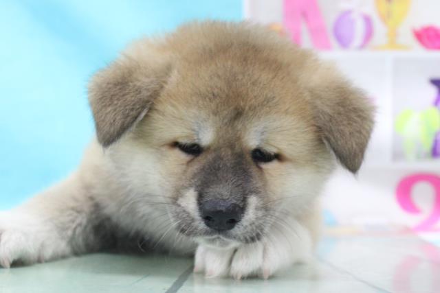 秋田犬の子犬 オス 石巻店 ペットショップcoo Riku 秋田犬の子犬 オス 石巻店 ペットショップcoo Riku