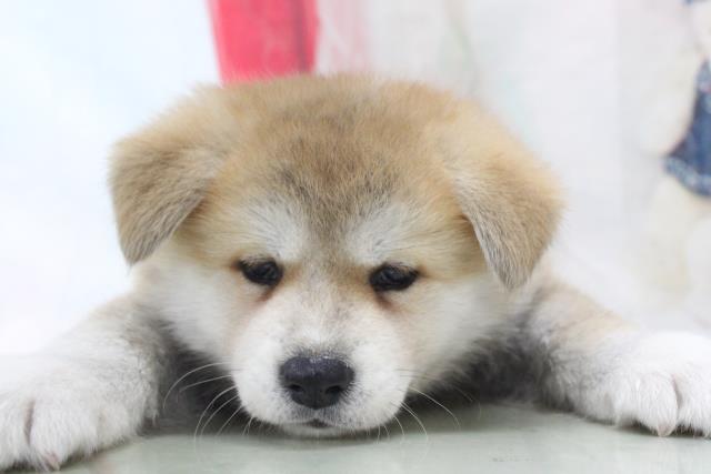 秋田犬の子犬 メス 赤坂店 ペットショップcoo Riku 秋田犬の子犬 メス 赤坂店 ペットショップcoo Riku