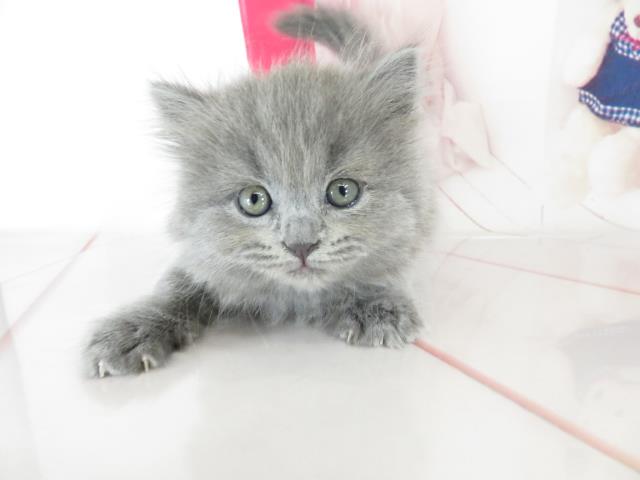 神奈川県のブリティッシュロングヘアー (Coo&RIKU相模原店/2021年2月12日生まれ/女の子/ブルー)の子猫