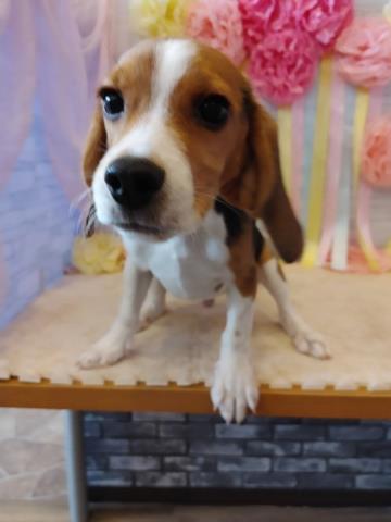 ビーグル ペットショップcoo Riku