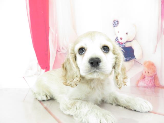 アメリカン コッカースパニエル ペットショップcoo Riku