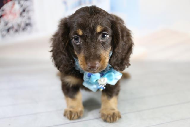 カニンヘンダックスフンドの子犬 オス 岩見沢店 ペットショップcoo Riku