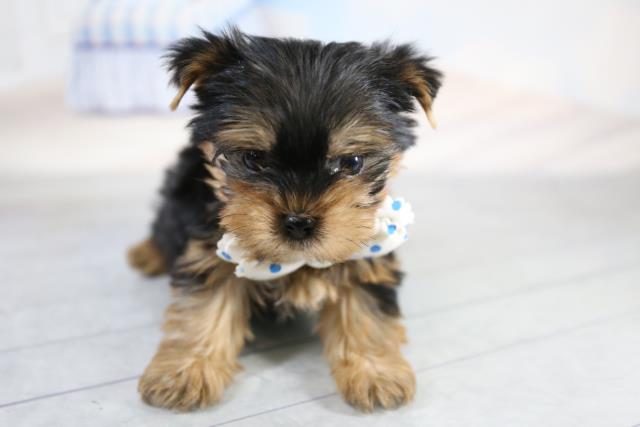 ヨークシャーテリアの子犬一覧 ペットショップcoo Riku ヨークシャーテリアの子犬一覧 ペットショップcoo Riku