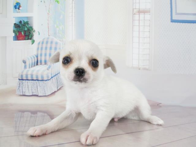 チワワ スムースコート の子犬一覧 ペットショップcoo Riku チワワ スムースコート の子犬一覧 ペットショップcoo Riku