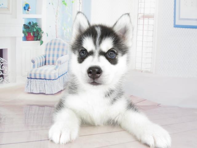 シベリアンハスキーの子犬一覧 ペットショップcoo Riku